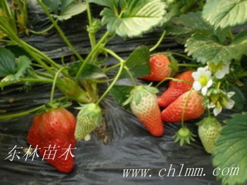 供应枥乙女草莓苗