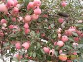 山东红富士苹果批发价，山东红富士苹果价格，山东红富士苹果种植
