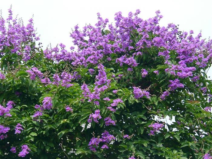 供应大叶紫薇袋苗