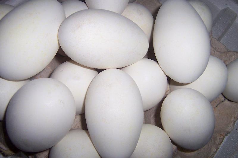 2012鹅蛋价格鹅蛋价格新鲜鹅蛋价格批发