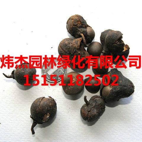 供应茶树种子价格