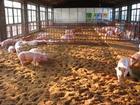 高活力发酵床养猪专用发酵菌种批发