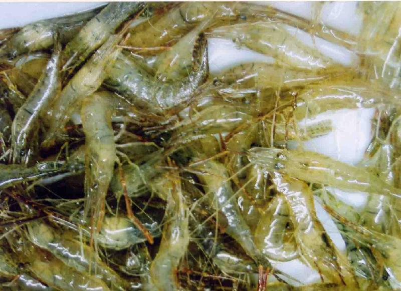 鱼虾养殖雨后肥水养水调水用制剂批发
