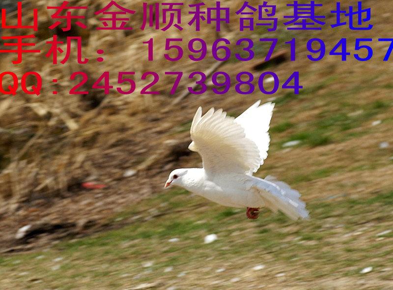 济宁市观赏鸽在山东金顺种鸽基地厂家供应观赏鸽在山东金顺种鸽基地