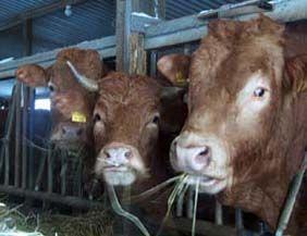 供应2012年开春肉牛种驴价格行情图片