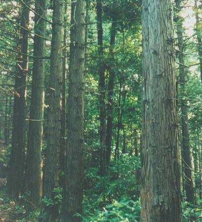 大量广西融水新产速生杉树种子供应大量广西融水新产速生杉树种子