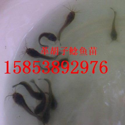 山东台湾泥鳅苗效益