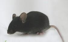ApoE转基因小鼠技术服务保质保量