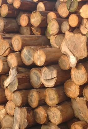 濒危木材如何进口批发