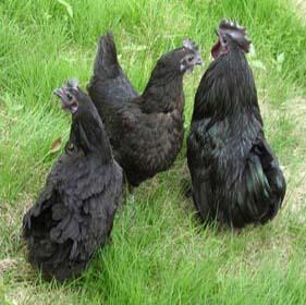 高产纯种绿壳蛋鸡，养殖市场批发价格