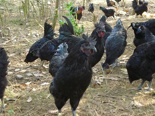 绿壳蛋鸡幼苗,养殖场批发价格-湖州牧源禽类