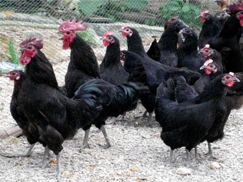 四川厂家直销正宗绿壳蛋鸡鸡苗养殖基地批发价格