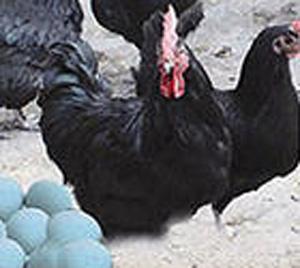 四川厂家直销正宗绿壳蛋鸡鸡苗养殖基地批发价格