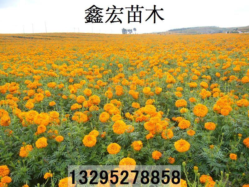 供应万寿菊种子供应电话图片