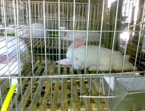 9笼种兔笼母子兔笼，兔笼，兔子笼，兔笼厂家