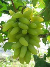 潍坊市本人供应大量优质葡萄苗木厂家供应本人供应大量优质葡萄苗木