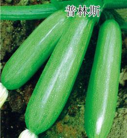供应西葫芦种子代理★北京西葫芦种子价格★蔬菜种子公司