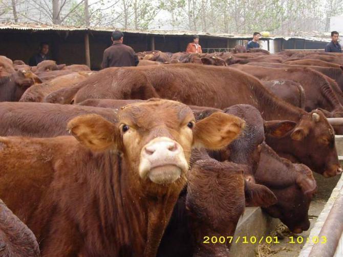 供应利木赞肉牛价格图片