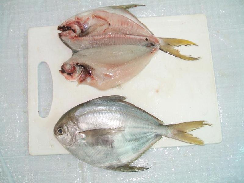 供应进口冷冻南美鲳鱼（ButterFish)图片