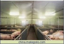 供应养猪场专用喷雾降温消毒设备