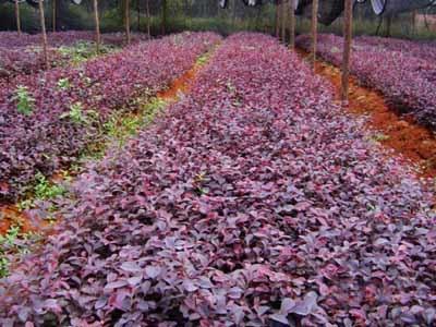 供应红花继木红继木球八月桂香樟图片