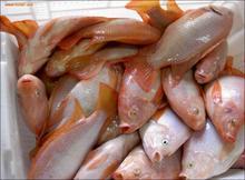 供应广州红罗非鱼种苗，广西红罗非鱼种苗图片