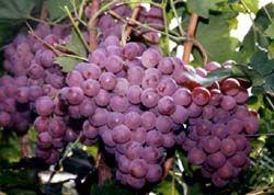 供应山东农大葡萄品种，巨峰，红提，美人指，红玫瑰图片