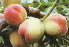 供应新桃树品种砂子早生