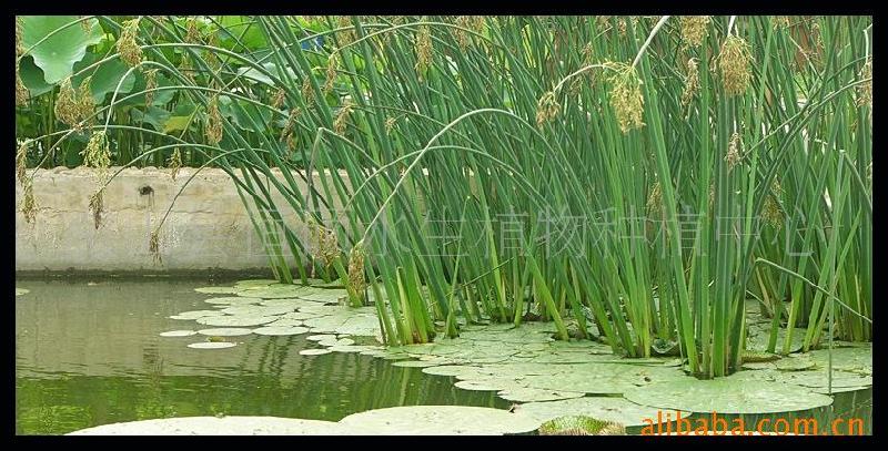 济宁市公园湿地水体绿化原生态水苗厂家供应公园湿地水体绿化原生态水苗