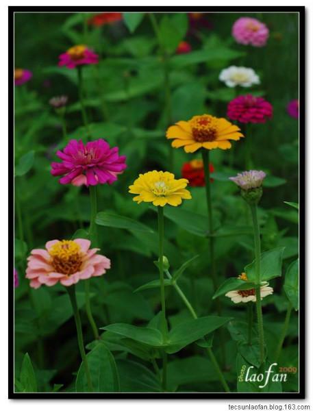 供应波斯菊批发哪里批发波斯菊