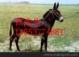 内蒙古库伦旗哪里有卖肉驴的，小驴驹多少钱一头