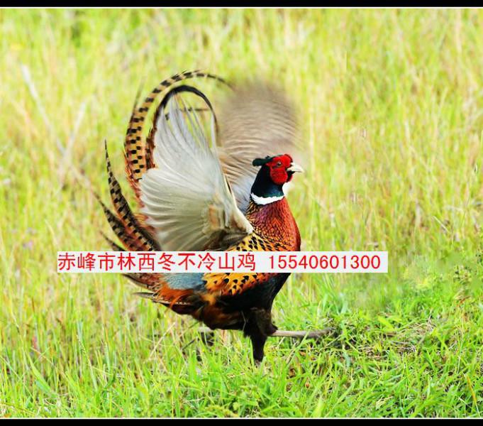 赤峰火鸡15540601300
