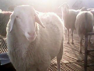 供应青海小尾寒羊价格种羊多少钱一只，小尾寒羊价格，小尾寒羊批发价格