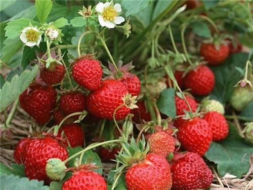 甜宝草莓苗季风园艺场(图)红颜草莓苗价格