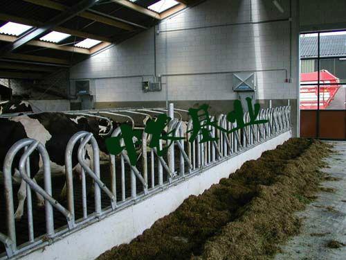 牧场建设如何提高奶牛的舒适度