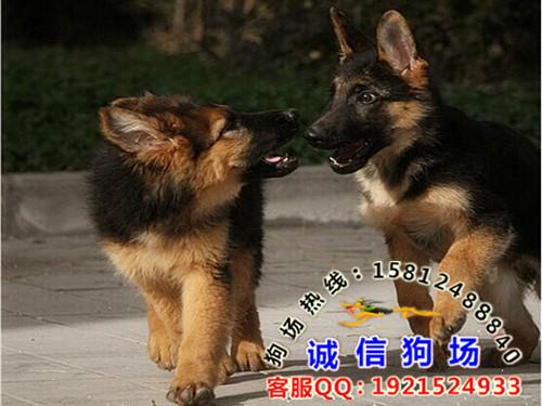供应在广州哪里有卖德国牧羊犬 广州番禺区买狗到哪里买呢