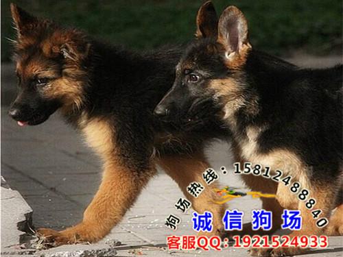 供应广州什么地方有出售纯种德国牧羊犬 广州哪里买狗比较放心
