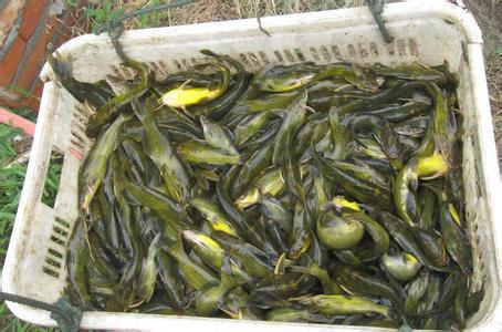 供应广州优质黄桑鱼养殖，广州优质黄桑鱼公司，广州优质黄桑鱼批发