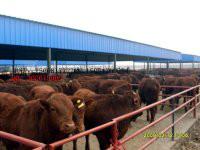 我买西门塔尔200斤肉牛犊到那里山东皓轩牧业