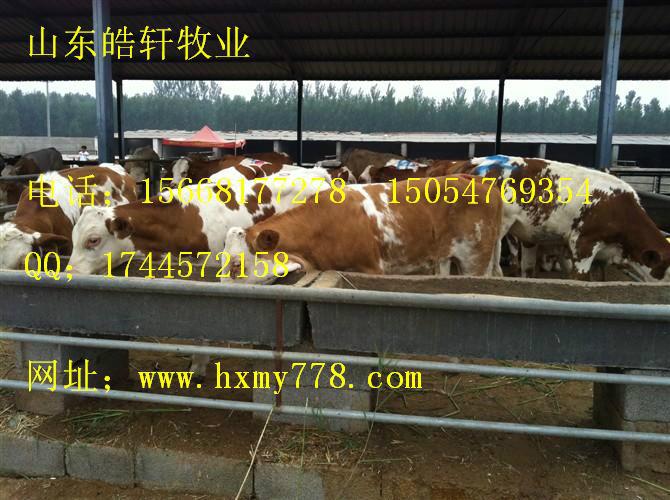 济宁市养牛养羊养驴厂家供应为养牛养羊养驴提供了养殖技术条件