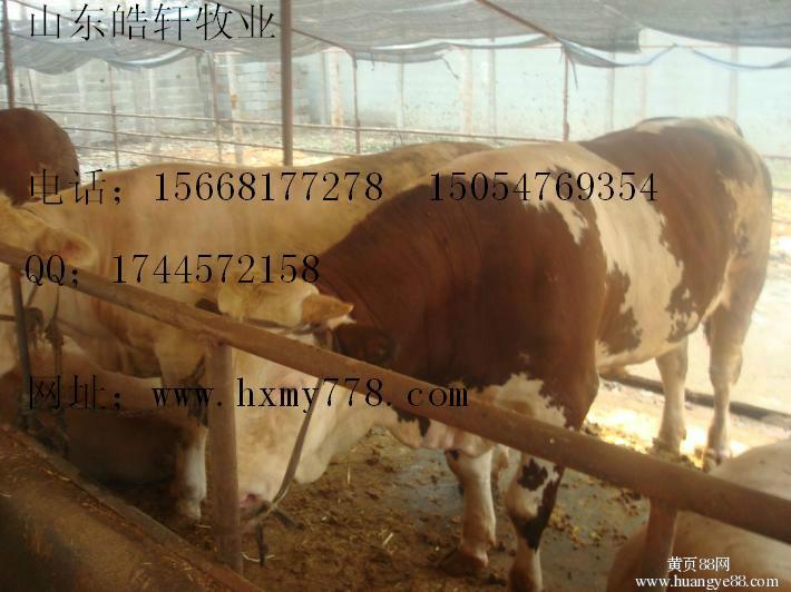 供应肉牛犊西门塔尔纯种公牛