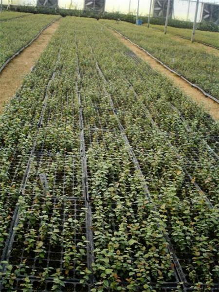 泰安市30公分高蓝莓苗厂家供应30公分高蓝莓苗，2年生蓝帝蓝莓苗价格，蓝莓经济价值