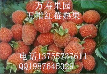 供应红树莓树苗直销商，红树莓树苗经销商，红树莓树苗供货商