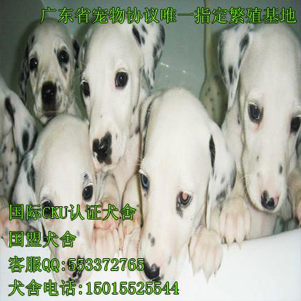 广州哪里有卖斑点狗幼犬批发