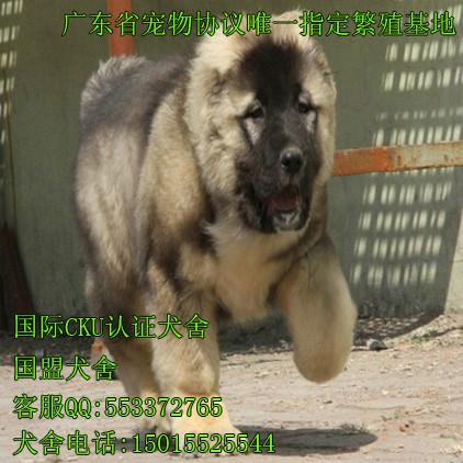 广州哪里买高加索犬广州国盟狗场专卖自己家繁殖的高加索犬