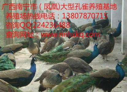 供应广西省最大规模蓝孔雀养殖场、广西最大规模批发孔雀苗价格