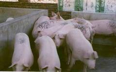 山东仔猪基地常年大量出售优质仔猪苗猪
