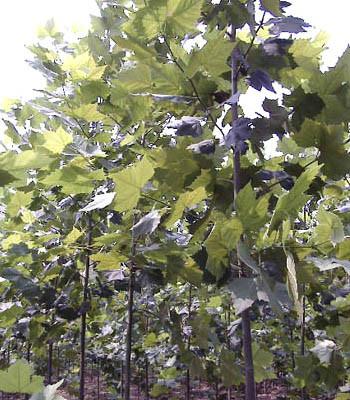 保定市法桐、金叶榆、垂柳、国槐、速生柳厂家供应用于绿化的法桐、金叶榆、垂柳、国槐、速生柳、白蜡基地