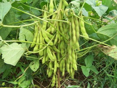 供应东北大豆种子黑龙江大豆种子价格大豆种子批发
