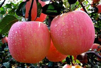 供应山东红富士苹果种植基地冷库红富士苹果价格